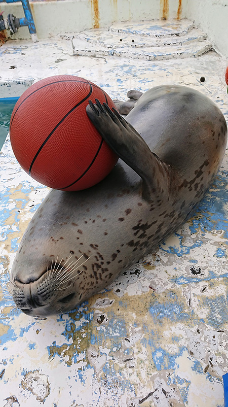ノシャップ寒流水族館のアザラシ(北海道/稚内市)