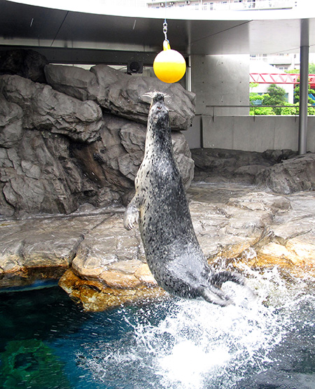 しながわ水族館のアザラシ(東京都/品川区)