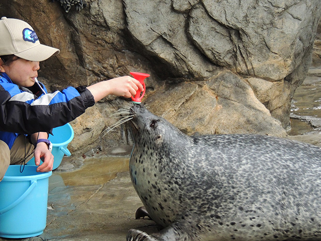 しながわ水族館のアザラシ(東京都/品川区)