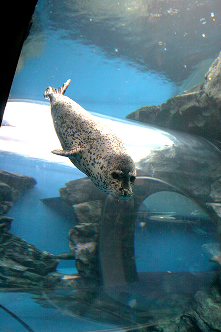 しながわ水族館のアザラシ(東京都/品川区)