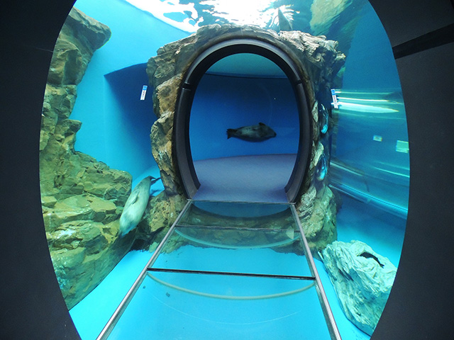 しながわ水族館のアザラシ(東京都/品川区)