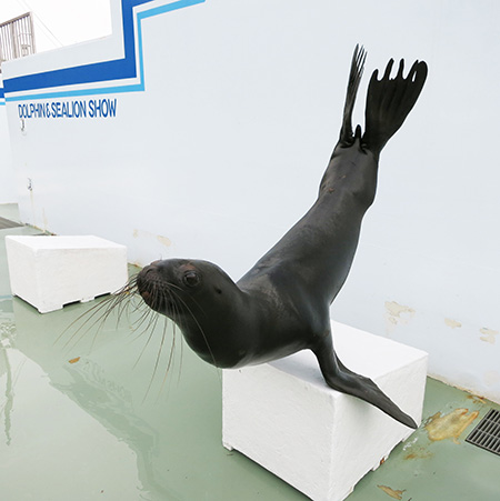 しながわ水族館のアシカ(東京都/品川区)