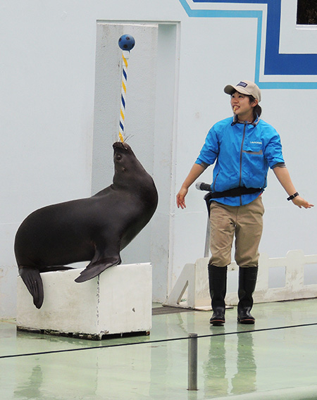しながわ水族館のアシカ(東京都/品川区)