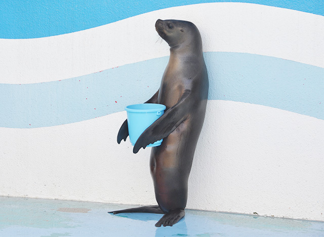 オタリアの“ラブ”/竹島水族館(愛知県/蒲郡市)