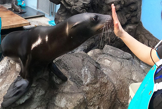 海遊館のカリフォルニアアシカ(大阪府/大阪市)