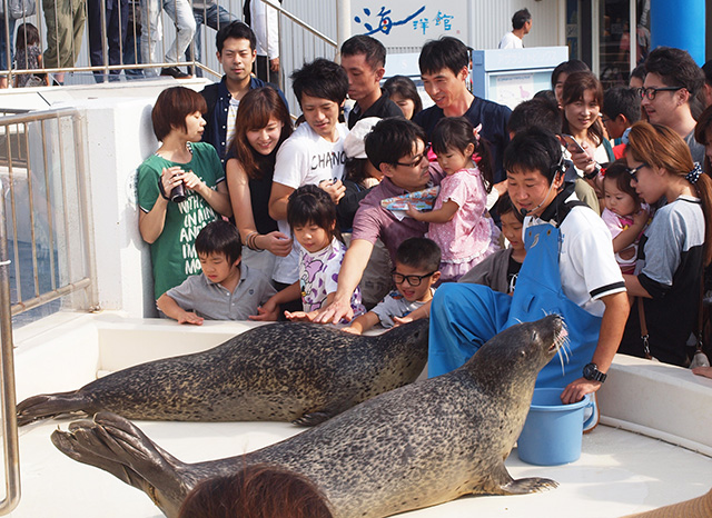 アザラシのふれあいタイムの様子/越前松島水族館(福井県/坂井市)