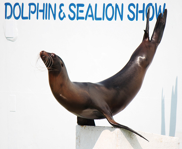 しながわ水族館のアシカ(東京都/品川区)