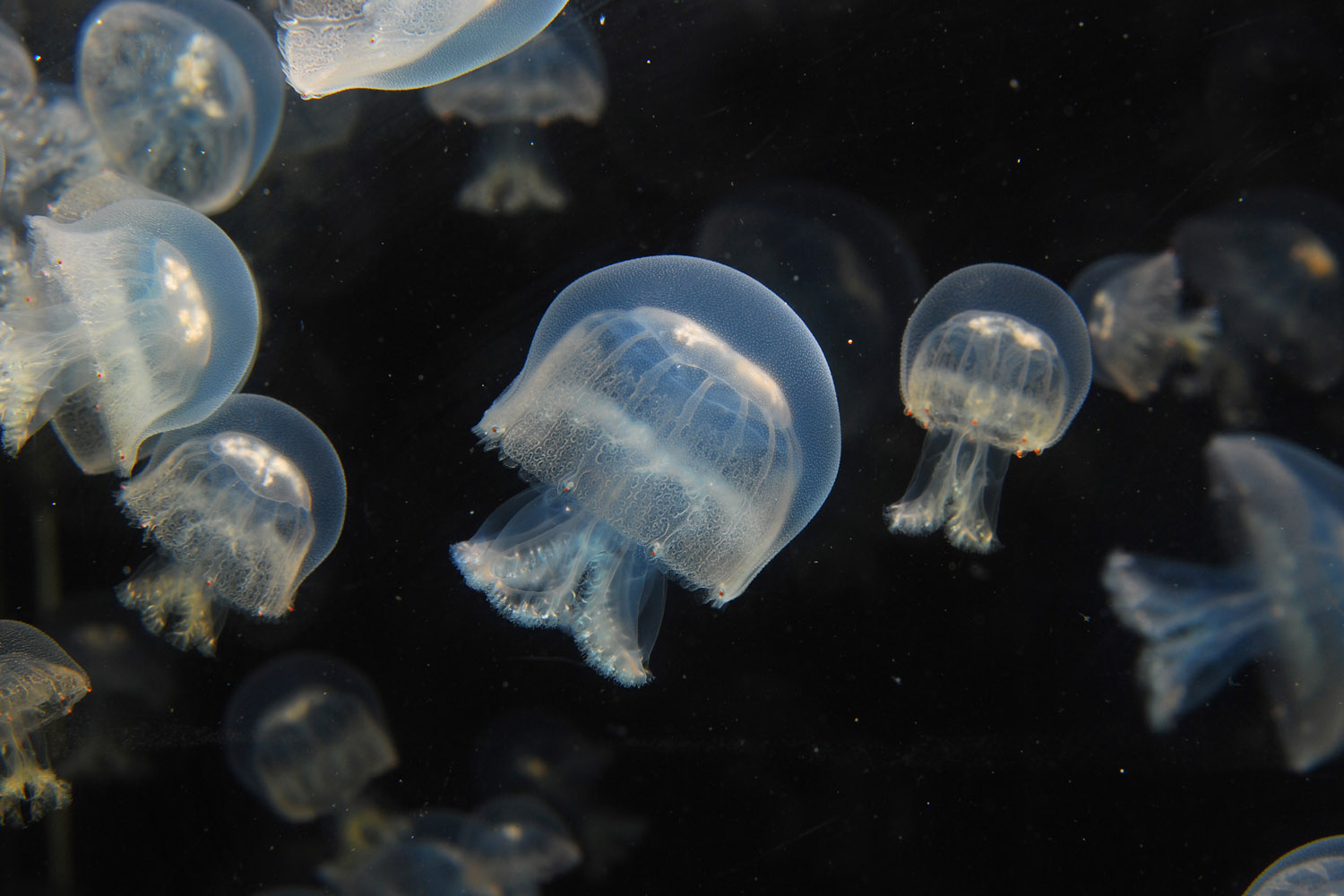 リモートワールドトラベル/新江ノ島水族館(神奈川県/藤沢市)