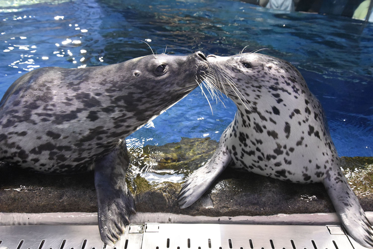 ゴマフアザラシ/新江ノ島水族館(神奈川県/藤沢市)