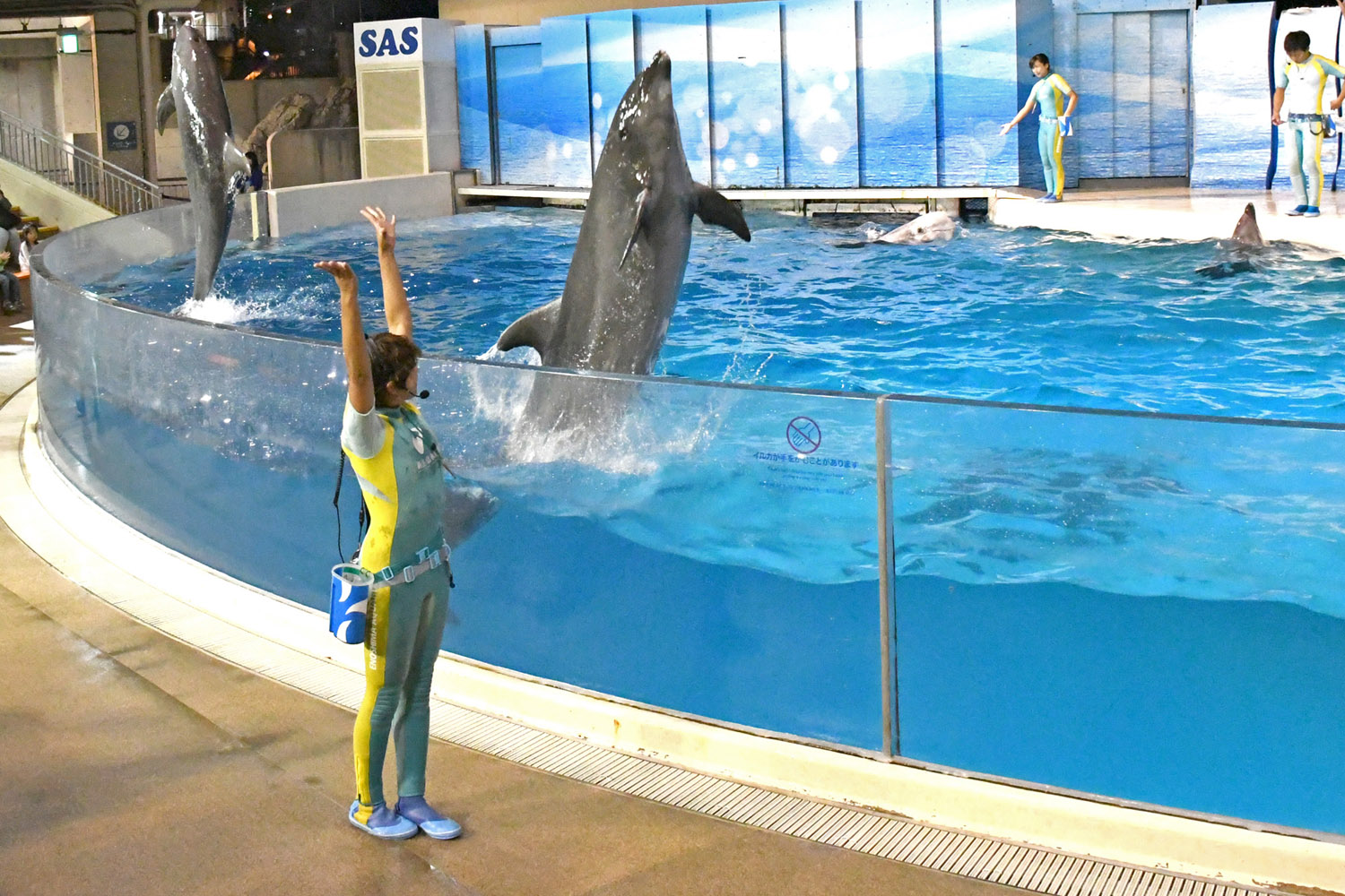 今夜はイルカNight/新江ノ島水族館(神奈川県/藤沢市)