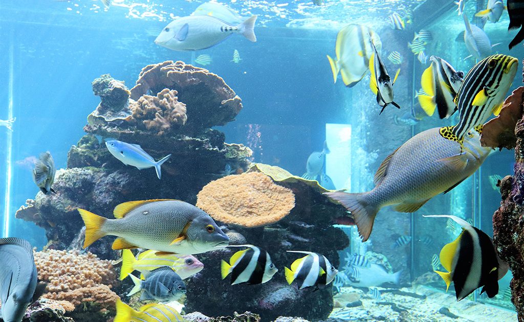 串本海中公園の見どころは 水族館でウミガメの赤ちゃんにタッチ 海中展望塔も必見 るるぶkids