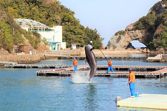 クジラショーの様子/太地町立くじらの博物館(和歌山県)