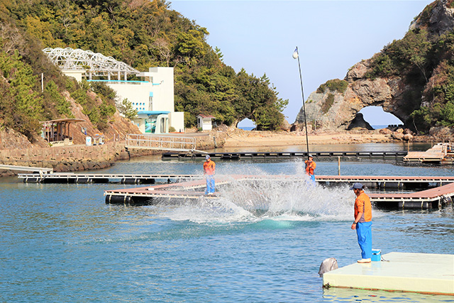 クジラショーの様子/太地町立くじらの博物館(和歌山県)