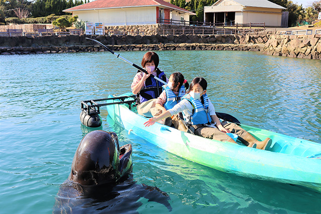 カヤックからクジラへエサやり/太地町立くじらの博物館(和歌山県)