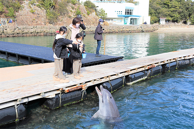 イルカのエサやり/太地町立くじらの博物館(和歌山県)
