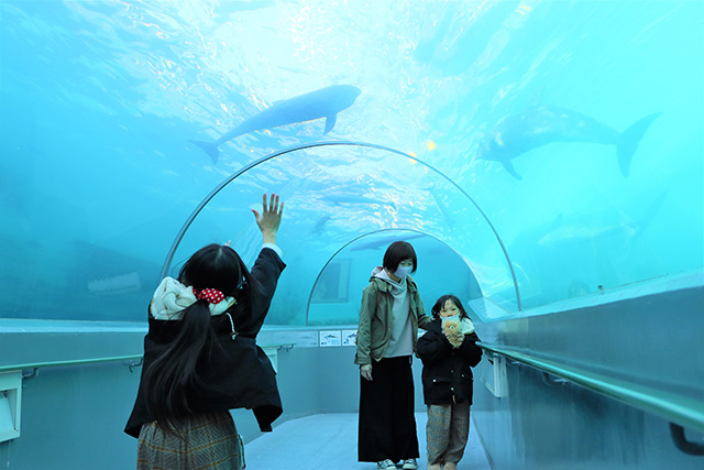 トンネル水槽/太地町立くじらの博物館(和歌山県)
