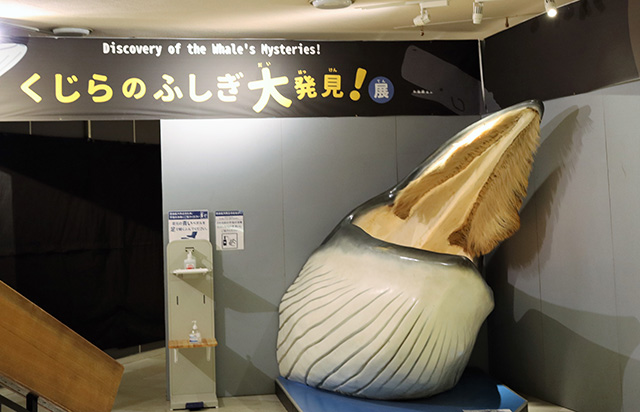 くじらのふしぎ大発見!展/太地町立くじらの博物館(和歌山県)