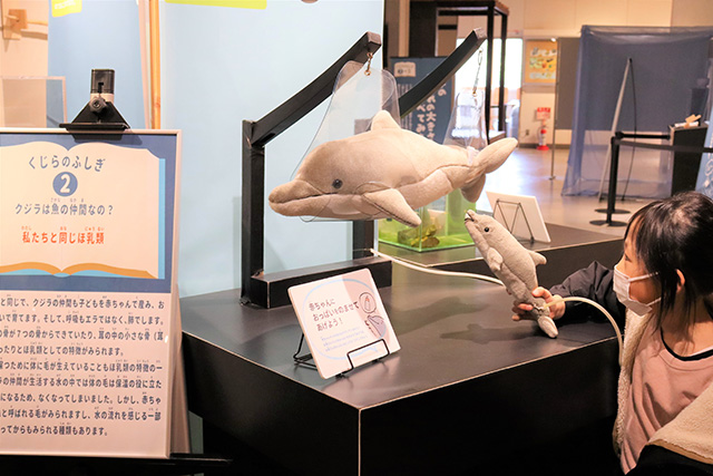 くじらのふしぎ大発見!展/太地町立くじらの博物館(和歌山県)