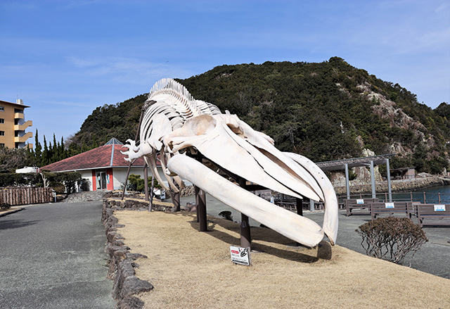 シロナガスクジラ全身骨格標本/太地町立くじらの博物館(和歌山県)