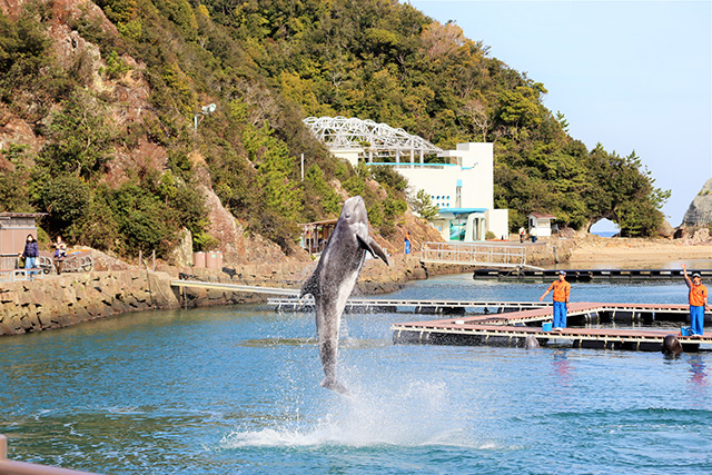 クジラのジャンプの様子/太地町立くじらの博物館(和歌山県)