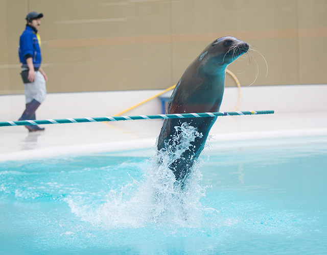 アシカライブの様子/宮島水族館 みやじマリン(広島県/廿日市市)