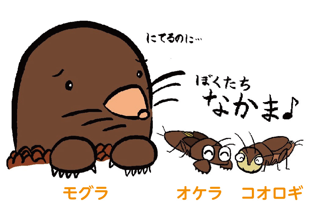 オケラとは?