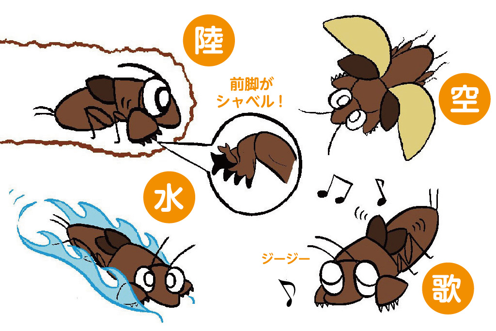 オケラの特徴