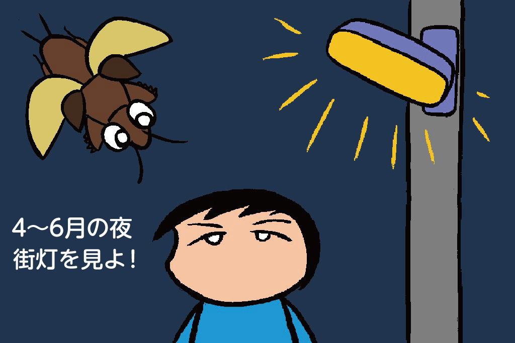 オケラの採集の仕方 4~6月の夜街灯を見よ!