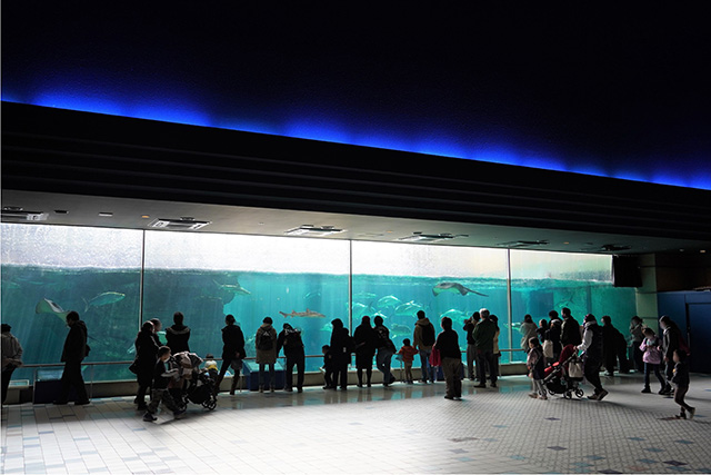 巨大な「波の大水槽」/須磨海浜水族園(兵庫県/神戸市)