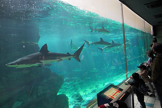 大きなサメは大迫力!/須磨海浜水族園(兵庫県/神戸市)
