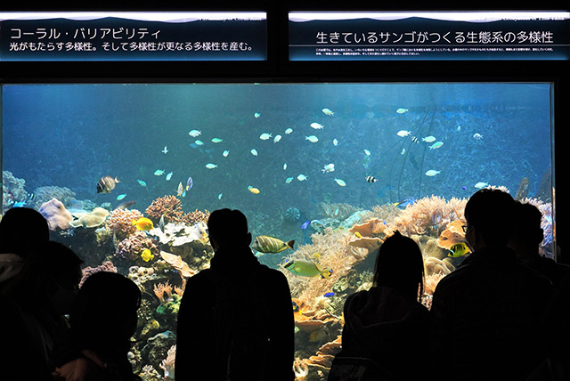 サンゴ礁水槽/須磨海浜水族園(兵庫県/神戸市)