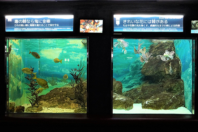 水槽上部に表示されている解説がユニーク/須磨海浜水族園(兵庫県/神戸市)