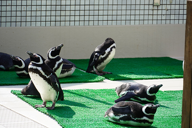 ペンギン/須磨海浜水族園(兵庫県/神戸市)