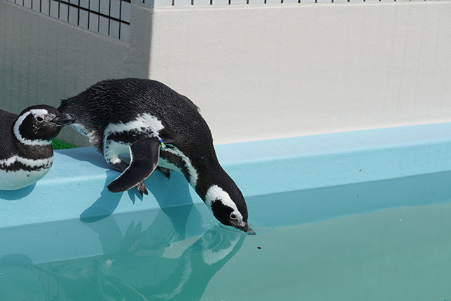 ペンギン/須磨海浜水族園(兵庫県/神戸市)