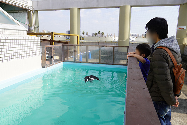気持ちよさそうに泳ぐペンギン/須磨海浜水族園(兵庫県/神戸市)