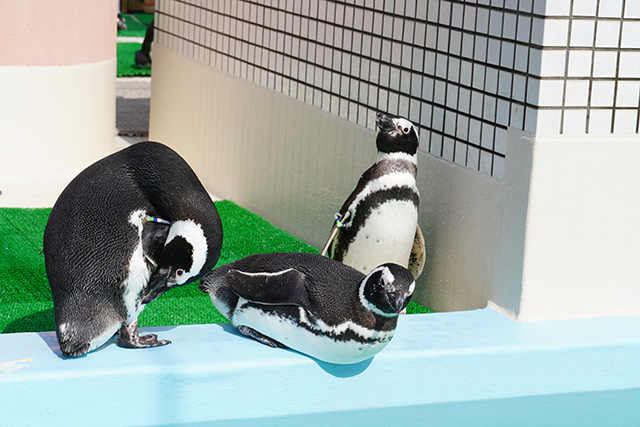 名札がついているペンギン/須磨海浜水族園(兵庫県/神戸市)