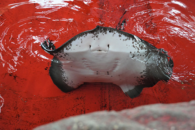 笑っている顔のように見えるホシエイ/須磨海浜水族園(兵庫県/神戸市)
