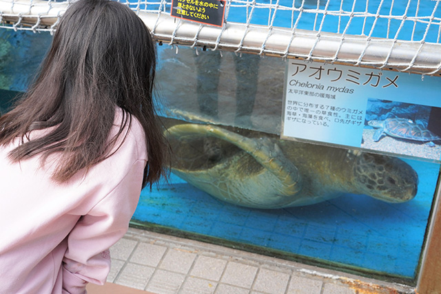 ウミガメ/須磨海浜水族園(兵庫県/神戸市)