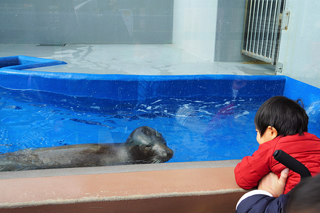 アザラシ/須磨海浜水族園(兵庫県/神戸市)