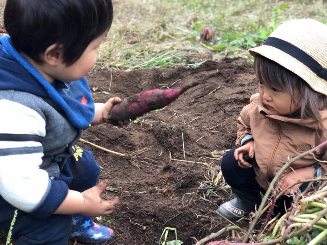 芋掘りをする様子(岩手県/田野畑村)