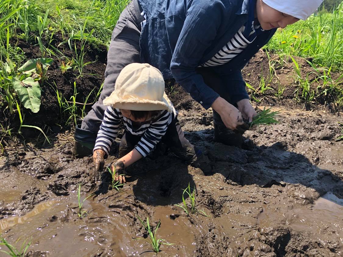 田植えをする様子(岩手県/田野畑村)