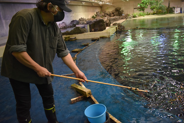 トロピカルアイランド「無限の海」でエサやり体験/鴨川シーワールド(千葉県/鴨川市)