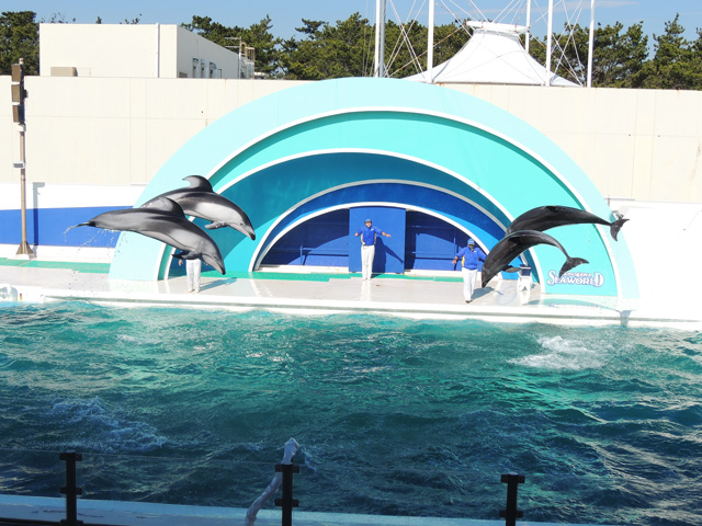 カマイルカとバンドウイルカのコラボレーションジャンプ/鴨川シーワールド(千葉県/鴨川市)