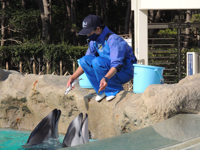 イルカたちにお魚をあげる様子/鴨川シーワールド(千葉県/鴨川市)