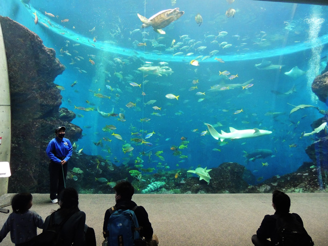「無限の海」水槽でフィーディングタイムの魚たち/鴨川シーワールド(千葉県/鴨川市)