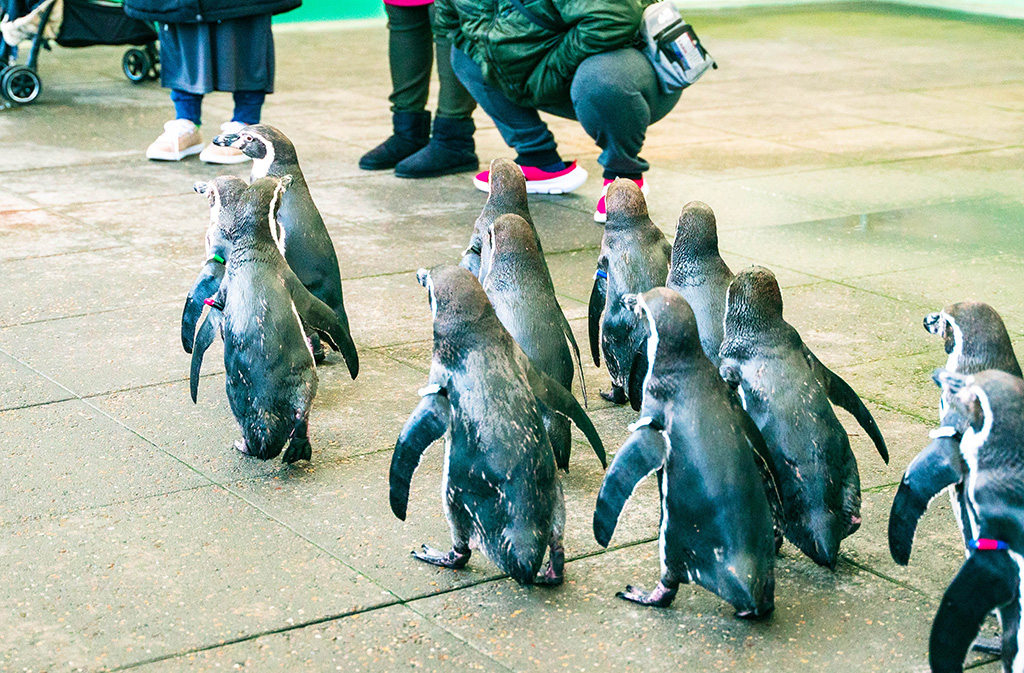 ペンギンの散歩の様子/城崎マリンワールド(兵庫県/豊岡市)