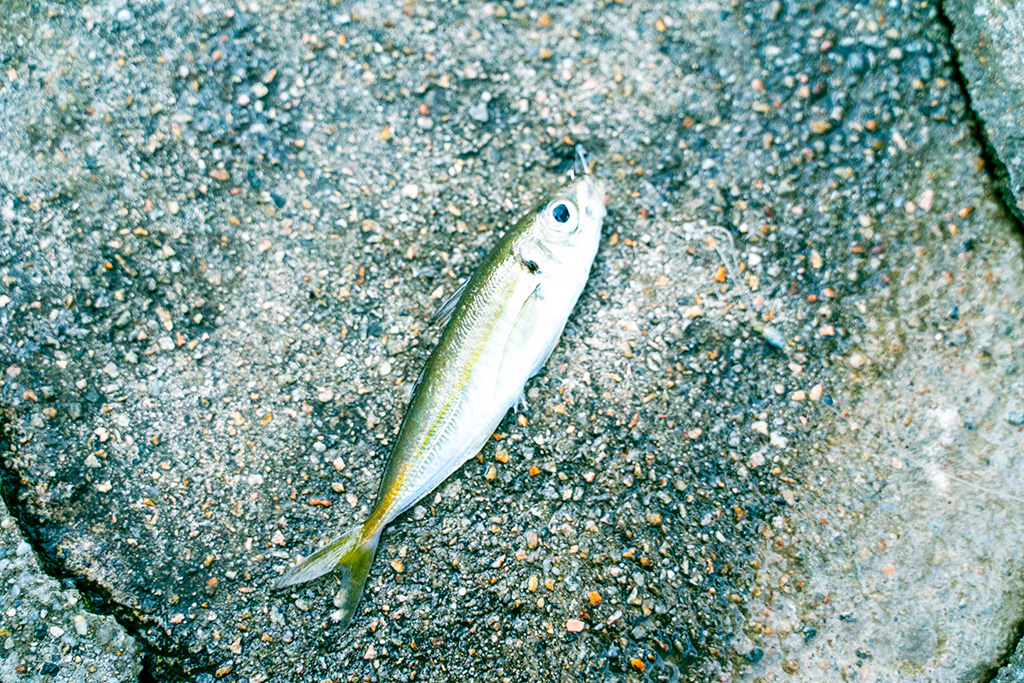 釣れたアジ/城崎マリンワールド(兵庫県/豊岡市)