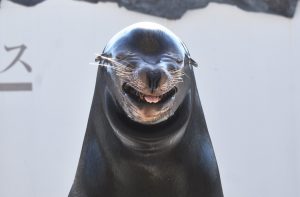 鴨川シーワールド1日満喫プラン シャチ アシカ イルカ スタッフに聞く楽しみ方 るるぶkids