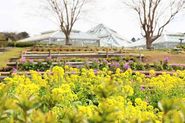 季節の花/道の駅 四季の郷公園 FOOD HUNTER PARK(和歌山県/和歌山市)