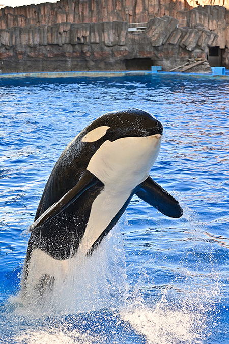 名古屋港水族館にいるシャチの“アース”(愛知県/名古屋市)